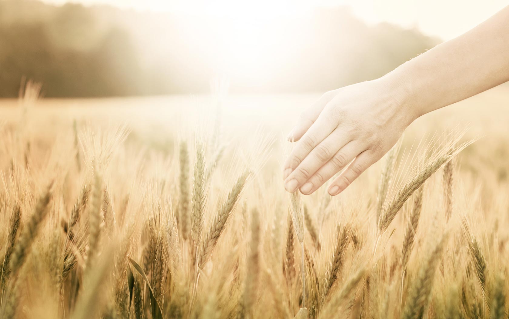 Hand in a field representing online meditation
